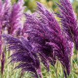 Set 200 Purple Pampas Grass Seeds for Planting, Pampas Grass, Ornamental Grass for Garden Decor, Landscape