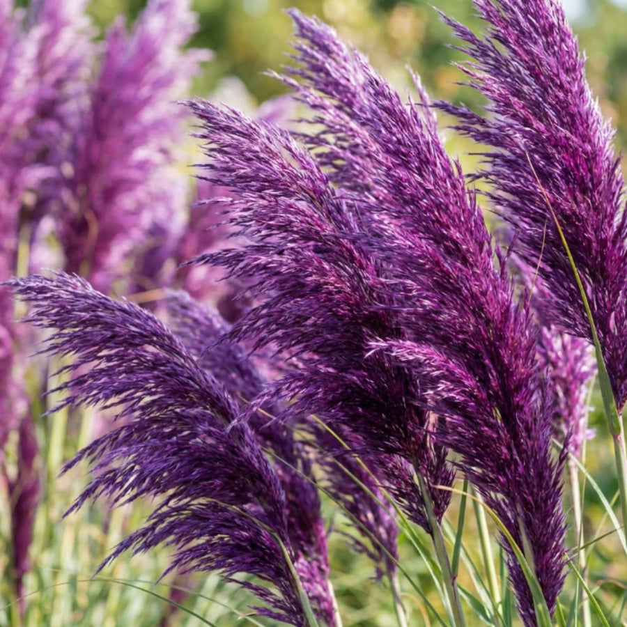 Set 200 Purple Pampas Grass Seeds for Planting, Pampas Grass, Ornamental Grass for Garden Decor, Landscape