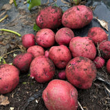 2 Pounds Red Potato Seed Potatoes Bulbs for Planting, Heirloom, High Yields Potato Seeds Live Tuber, Vegetable Plants Gardening
