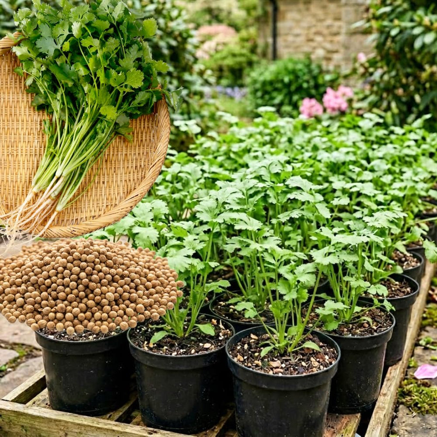 Set 500 Cilantro Seeds for Planting, Cilantro Seed, Fragrant and Fast Growing Herb Shrub, Ready for Planting Outdoor Garden