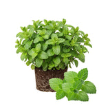 Fresh Peppermint Live Plant in 3.5 Inch Pot, Mint Herb Live Plant for Indoor Outdoor Growing, Spring Planting