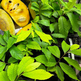 3 Pawpaw Trees Live Plants, 1 Year Old Paw Paw 7 to 12" Tall Bare Roots, Dormant in Winter