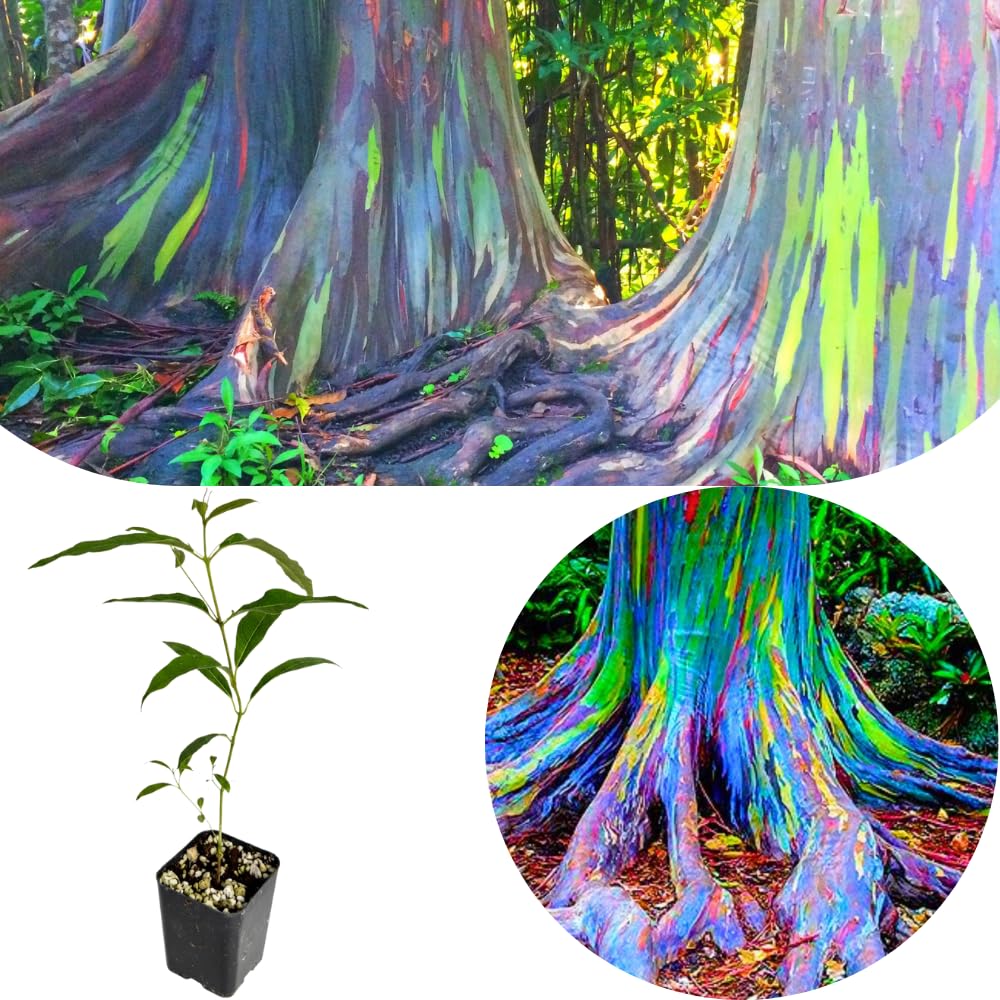 Rainbow Eucalyptus Plant Live, Eucalyptus Live Plants, in 2.5" Pot, Well-Rooted Starter Plants for Indoor Outdoor Growing