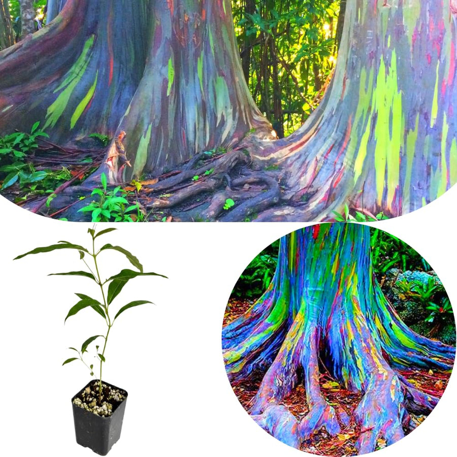 Rainbow Eucalyptus Plant Live, Eucalyptus Live Plants, in 2.5" Pot, Well-Rooted Starter Plants for Indoor Outdoor Growing