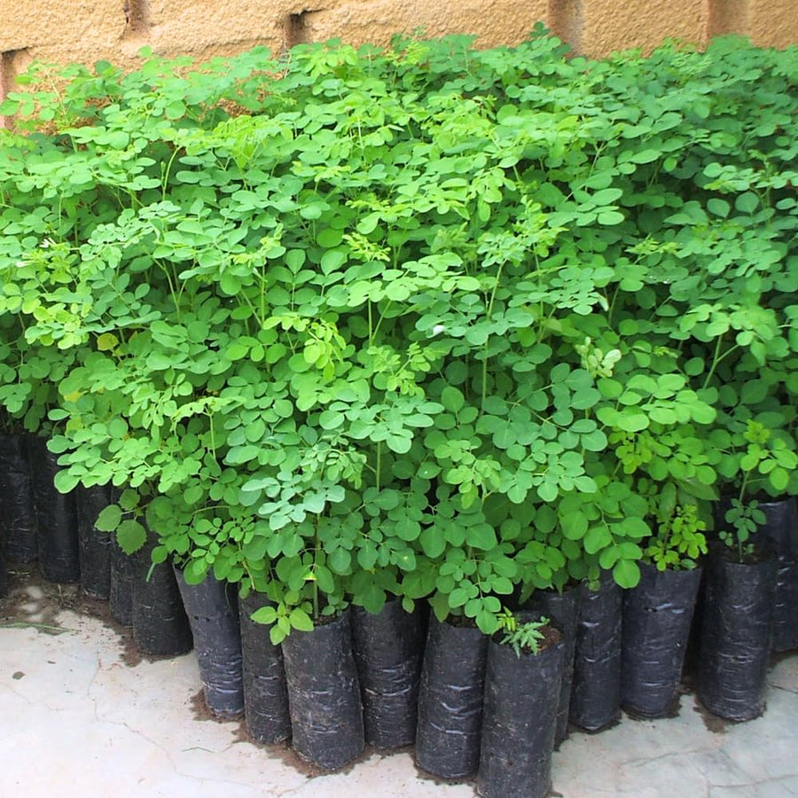 Moringa Tree Live Seedling, 6-8” Tall, 4" Pot, Malunggay Drumstick Tree Plant for Outdoor or Container Growing