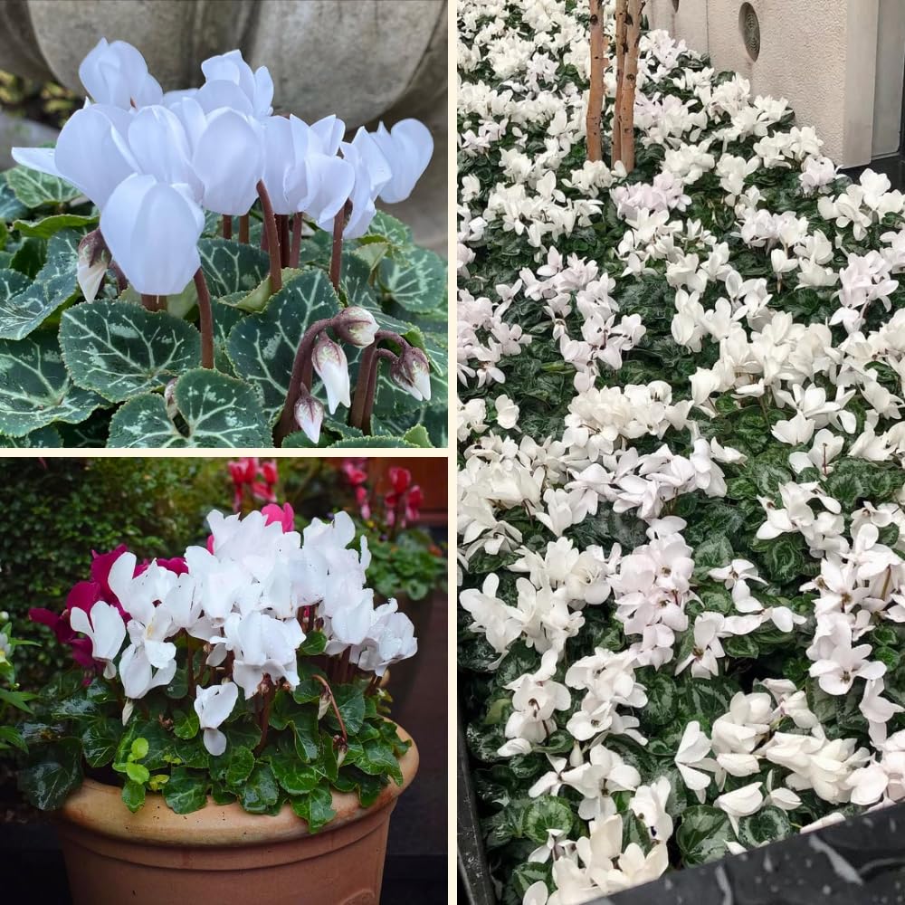 Cyclamen Plant Live, Hardy Flowering Plant with Vibrant Bloom, 5-7 Inches Pot, Outdoor Indoor Houseplant (White Cyclamen)