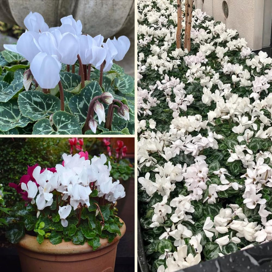 Cyclamen Plant Live, Hardy Flowering Plant with Vibrant Bloom, 5-7 Inches Pot, Outdoor Indoor Houseplant (White Cyclamen)
