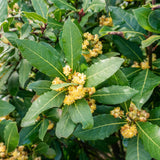 Bay Leaf Tree Live Plant, Sweet Bay Laurel Laurus Nobilis, 8-10 Inch Tall in 4” Pot, Culinary Herb Plant