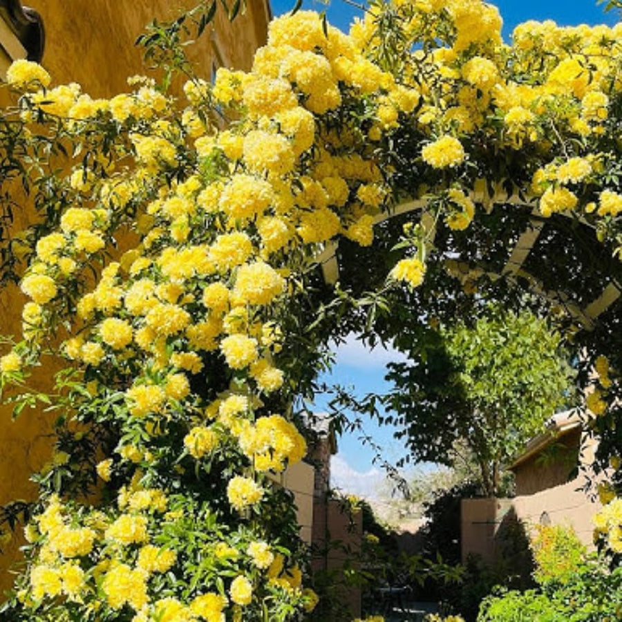 Bright Yellow Sunrosa Rose Live Plant, Fragrant Rose Bush Ready to Plants, Zone 5 to 9, Size 5 to 7 Inches and Bare Root
