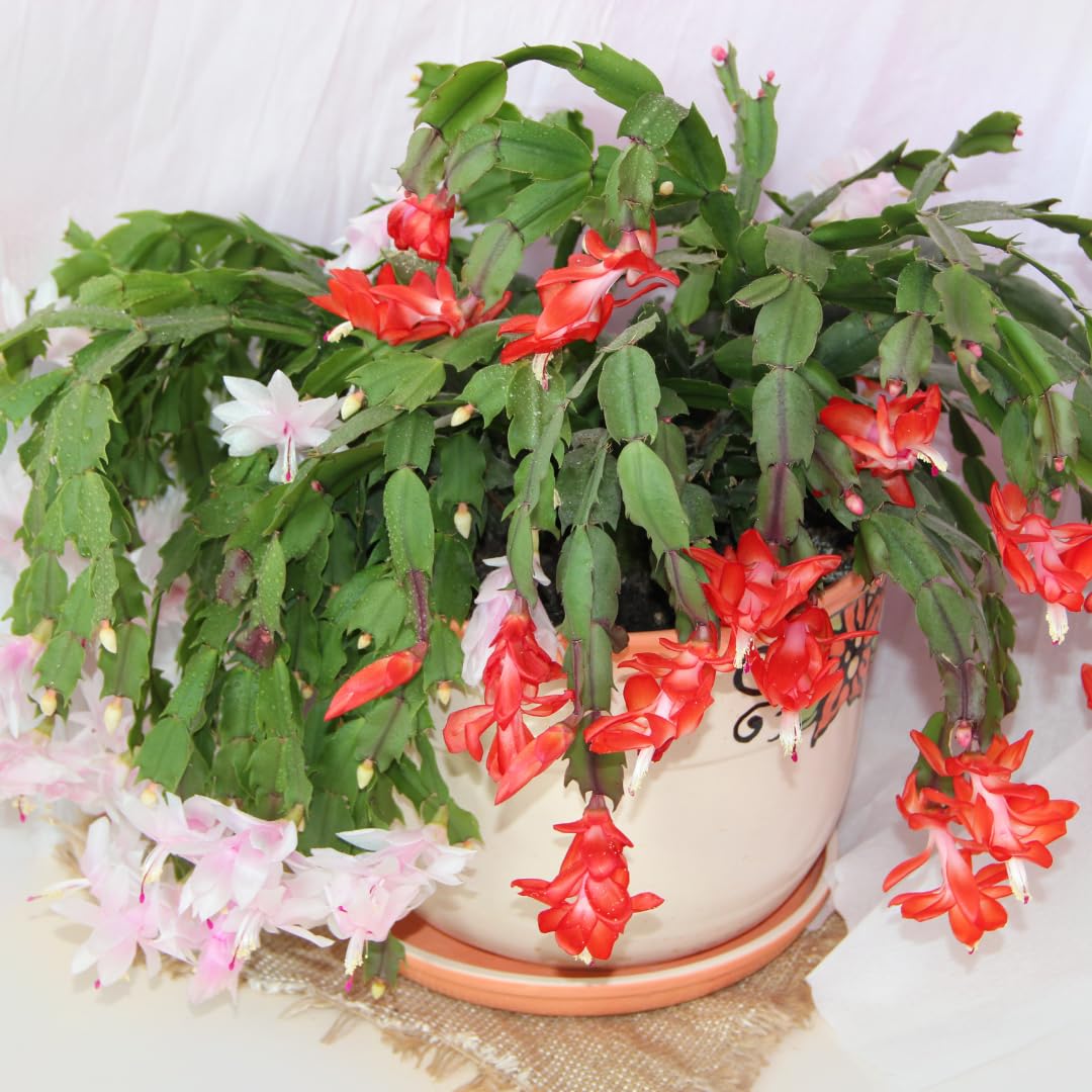 Red Thanksgiving Cactus in 4" Pot for Spring Planting, Indoor Outdoor Home Decor