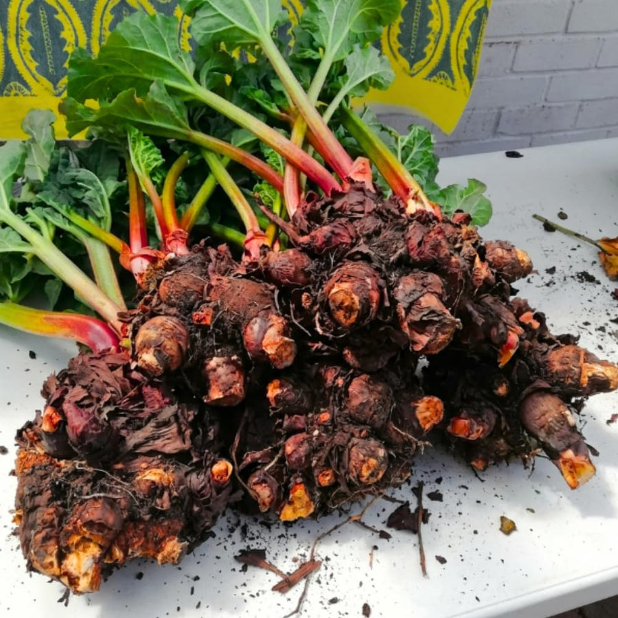 5 Rhubarb Roots for Planting, Medium Size Crown Rhubarb Rhizomes, Perennial Vegetable Plants, Cold-Hardy, Outdoor Garden
