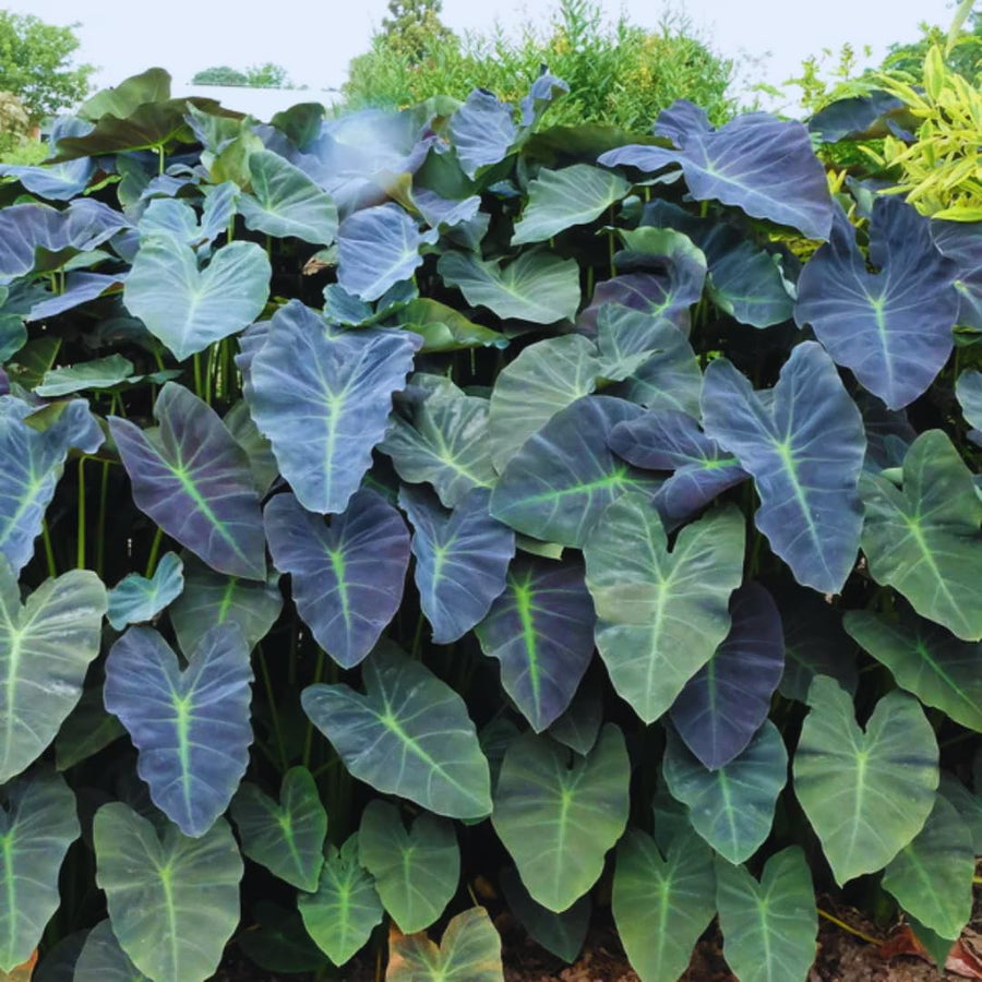 3 Colocasia Plants Live, Elephant Ear Caladium Esculenta Plants, 5 to 8 Inc Tall (Dark Dreen to Black Leaves)