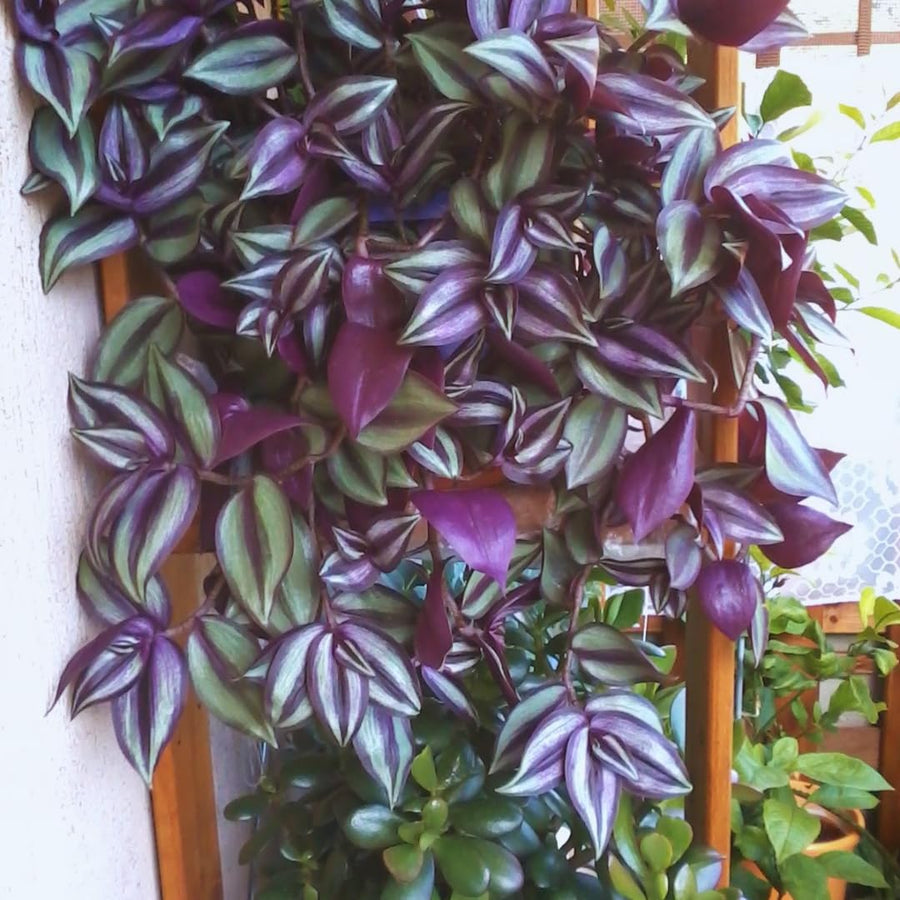 2 Purple Wandering Jew Live Plants, Tradescantia Wandering Jew Plants Live, Succulent Plant Live, 2 Inc Potted