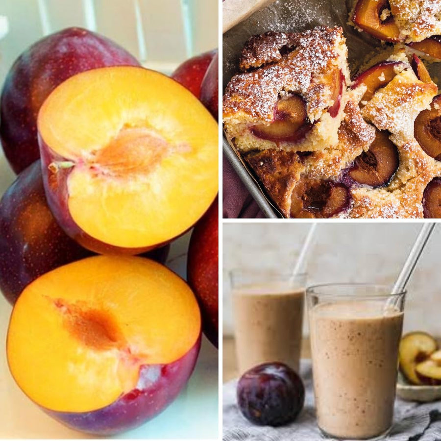 Sets 2 Plum Trees Live Plants for Planting, 1 Year Old, 9" to 17" in Height, Cold Gardy for Gardening, Zones 5-9, Well Rooted