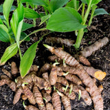 10 Yellow Turmeric Roots for Planting, Curcuma Turmeric Rhizomes, Live Curcuma Roots, Hardy Perennial Herb Plants