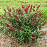 Butterfly Bush Plant for Planting, Size 5 to 7 Inch Tall Plant, Without Pot, Butterfly Bushes Plants (Dark Pink Flowers)