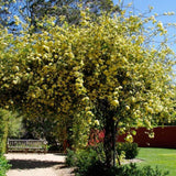 03 Yellow Rose Bush Climbing Live Plant, 5-10 Inches in Tall Fragrant Yellow Rose for Garden
