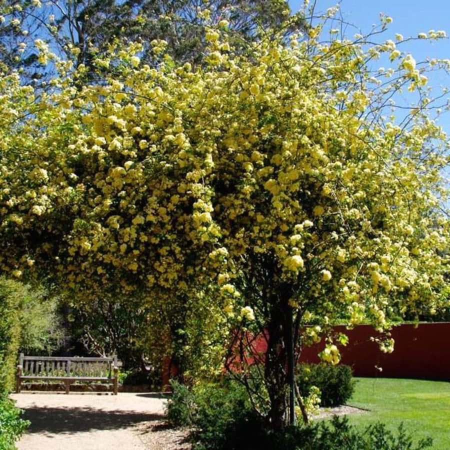 03 Yellow Rose Bush Climbing Live Plant, 5-10 Inches in Tall Fragrant Yellow Rose for Garden