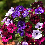 2 Petunia Plants Live, Vibrant Flowering Seedlings, 5-9 Inches Tall for Outdoor Spaces, Petunia Flowers (Random Sky Petunia Plant)