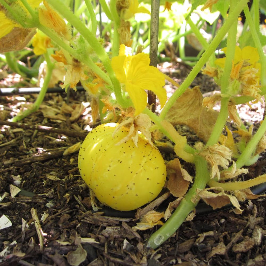Lemon Cucumber Plants Live, 6-8 Inches Tall in 4 Inch Pot, 2 Plants Per Pot, Vegetable Plants for Garden or Containers