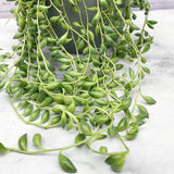 String Plant Live 4 Inch Pot, Rare Succulents Plants in Hanging Baskets, Trailing Succulent Houseplant for Home Office (String of Banana)
