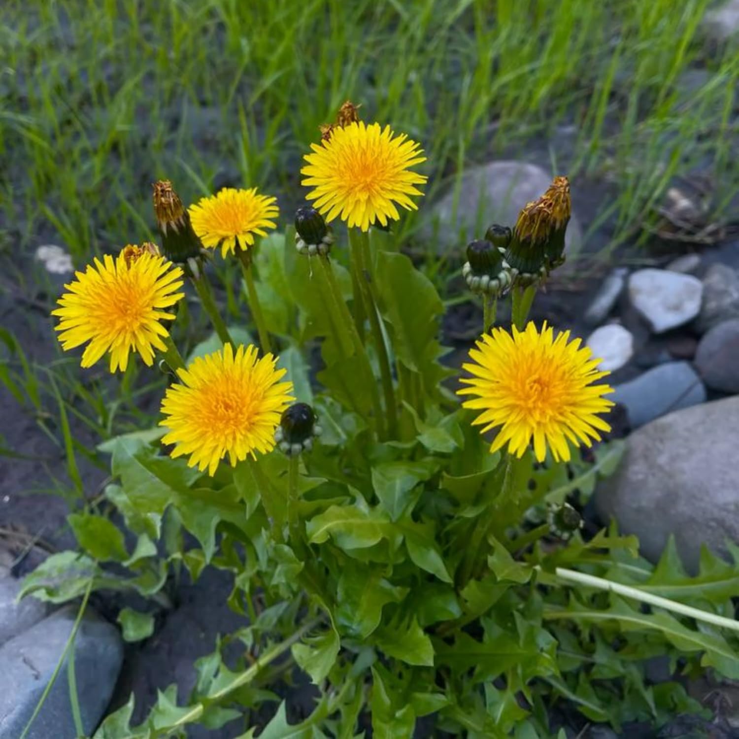 Dandelion Plant in 4'' Pot, 4-6 Inch Tall Yellow Dandelion Herb Plant, Easy to Grow Perennial Flower Plants