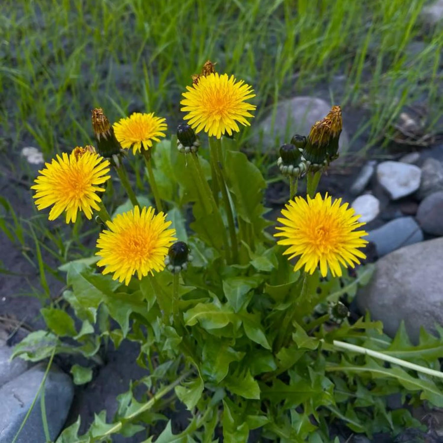 Dandelion Plant in 4'' Pot, 4-6 Inch Tall Yellow Dandelion Herb Plant, Easy to Grow Perennial Flower Plants