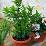 Sweet Bay Leaf Plant, Bay Laurel Tree Live Plant, Laurus Nobilis, Container Garden Herb Plant, 8 to 10 Inc