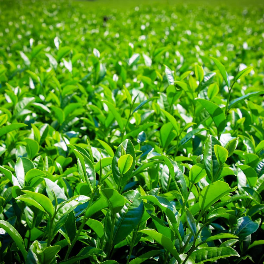 Tea Plant Camellia Sinensis Plants Live, Set 2 Plants, Live Tea Plant Tree, Herb Plant Garden