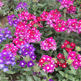 4 Mixed Verbena Plants Live, 5-9" Tall Hardy Perennial Flower Plants, Well-Rooted for Outdoor Planting