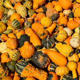 50 Mix Gourd Seeds for Planting, Large and Small, Vegetable Plants Seeds Gardening Outdoor