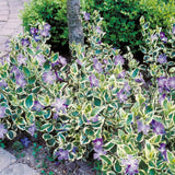 Pack 36 Mix Vinca Plants Live, Vinca Minor Vine, Periwinkle Plants Live Ground Cover for Planting Outdoors, from 6 Inc Tall