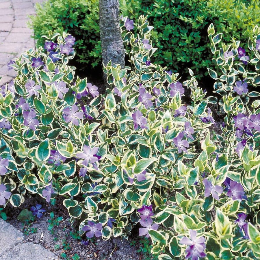Pack 36 Mix Vinca Plants Live, Vinca Minor Vine, Periwinkle Plants Live Ground Cover for Planting Outdoors, from 6 Inc Tall