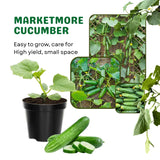 Cucumber Plants Live in 4'' Pot, Vegetable Plants, Cucumber Live Plants for Outdoor Planting, Live Green Cucumbers Plants
