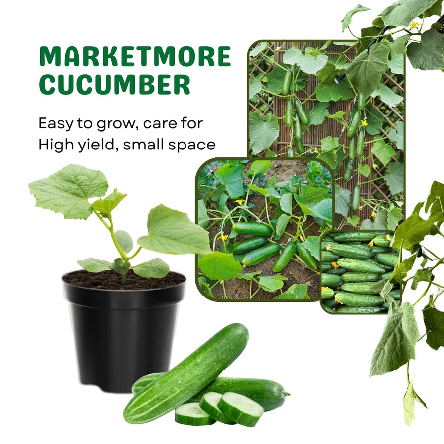 Cucumber Plants Live in 4'' Pot, Vegetable Plants, Cucumber Live Plants for Outdoor Planting, Live Green Cucumbers Plants