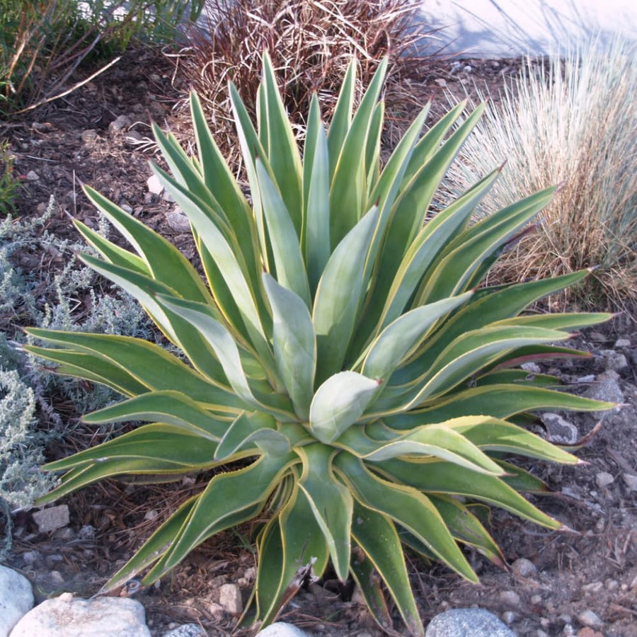 Pack 4 Agave Succulent Plant Live, Small Agave Plants for Garden and Containers, Hardy Ornamental Cactus