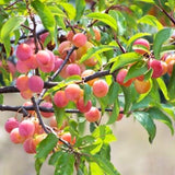 Set 2 Wild Plum Trees Live Plants, 12-24 Inch Tall, Sweet Plum Plant Live for Planting, Bareroots Dormant