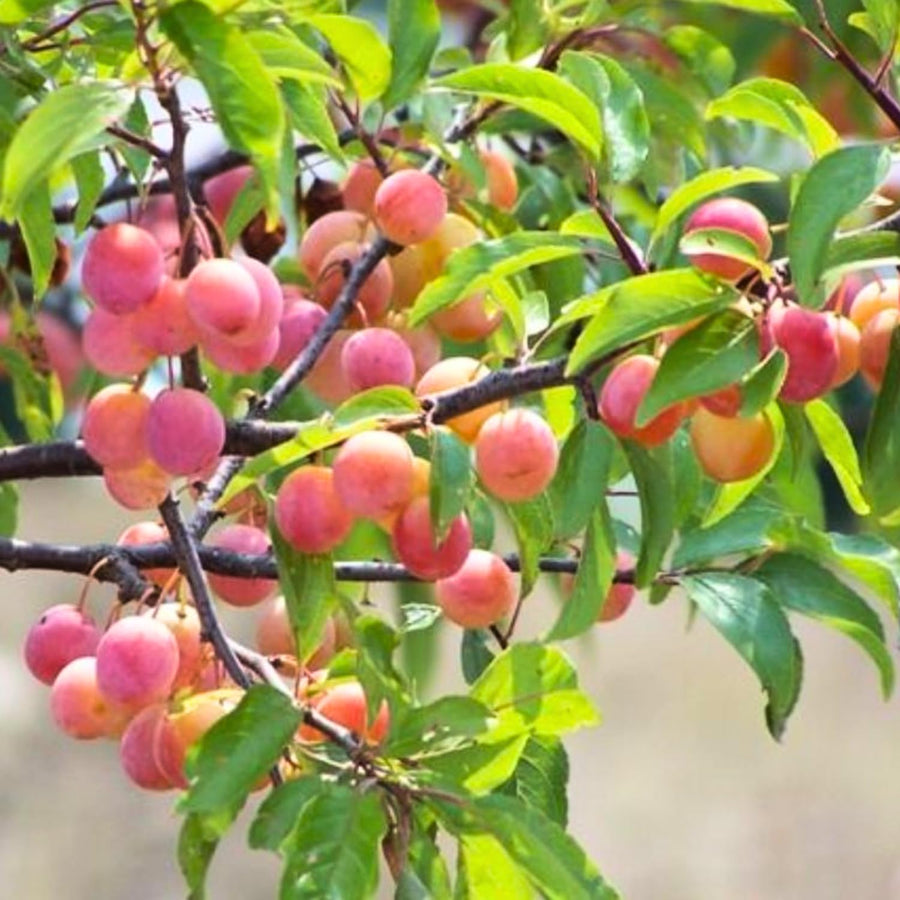 Set 2 Wild Plum Trees Live Plants, 12-24 Inch Tall, Sweet Plum Plant Live for Planting, Bareroots Dormant