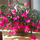 Pink Thanksgiving Cactus in 4" Pot for Spring Planting, Indoor Outdoor Home Decor