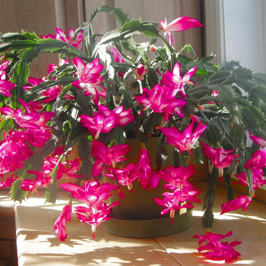Pink Thanksgiving Cactus in 4" Pot for Spring Planting, Indoor Outdoor Home Decor