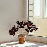 Live Purple Shamrock Plants, Deep Purple Oxalis, 4-8 Inches Tall in 4 Inch Pot Hardy Perennial for Growing