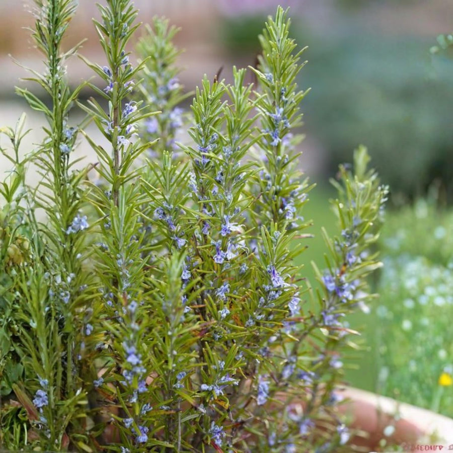 Rosemary Live Plant 4-7 Inches, Herb for Growing Indoor Outdoor, Perennial Rosemary Plants, 2 Plants per Pot