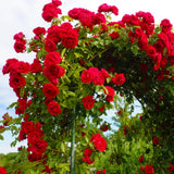 Don Juan Rose Live Plant, Don Juan Climbing Rose Plant Live, Donjuan Climber Plant for Planting, No Leaf, Trim Back, Well Rooted, Bare Root