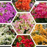 2 Trailing Bougainvillea Plants Live, Hardy Flowering Bougainvillea Plants for Hanging Basket, Container Growing, 4-8 Inches Tall (Mixed)