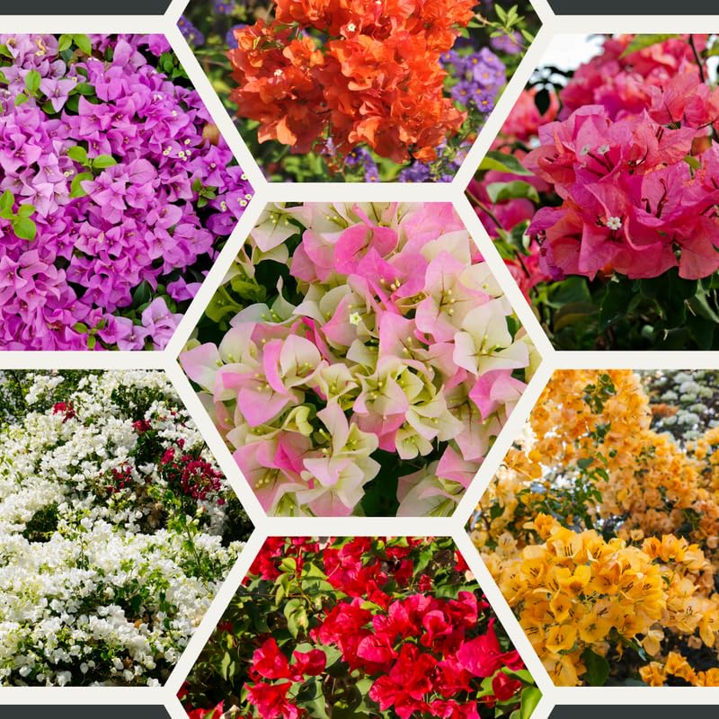 2 Trailing Bougainvillea Plants Live, Hardy Flowering Bougainvillea Plants for Hanging Basket, Container Growing, 4-8 Inches Tall (Mixed)