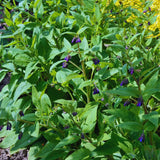 10 Comfrey Roots Plants Live, Comfrey Rhizomes Root for Planting, Herb Plant Garden, High Yields, 1 to 2 Inc Long