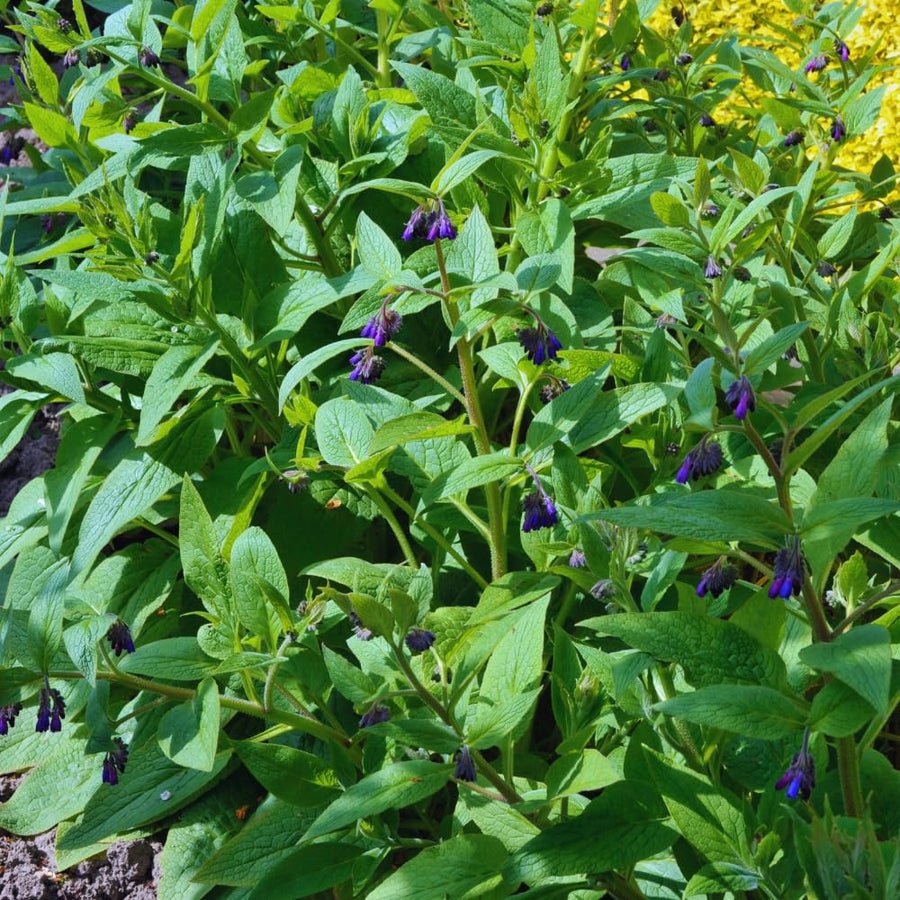 10 Comfrey Roots Plants Live, Comfrey Rhizomes Root for Planting, Herb Plant Garden, High Yields, 1 to 2 Inc Long