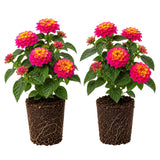 2 Lantana Plants Live, Perennial Live Flowering Lantana, Container Growing 4-9 Inch Tall - Rose