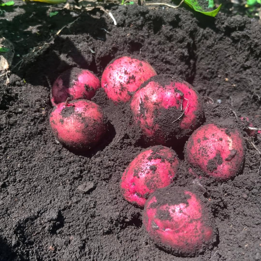 2 Pounds Red Potato Seed Potatoes Bulbs for Planting, Heirloom, High Yields Potato Seeds Live Tuber, Vegetable Plants Gardening