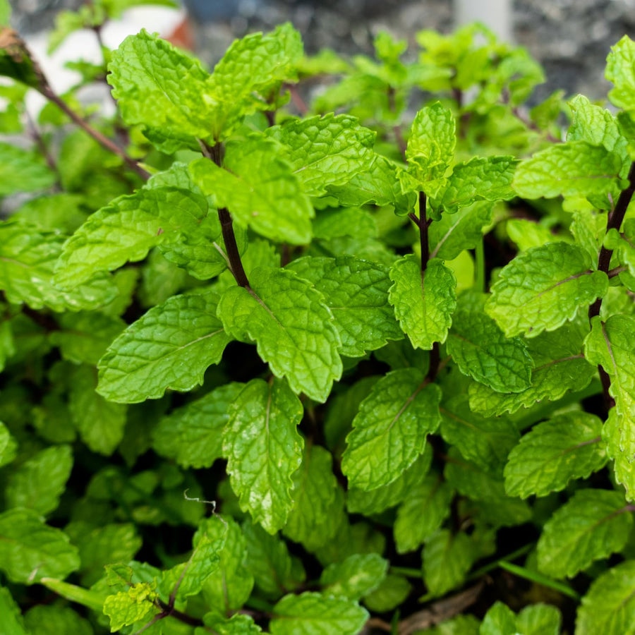 Apple Mint Herb Live Plant in 4.5 Inch Pot, Fragrant Mint for Easy Growing Garden and Patio, 6-9 Inch Starter Mints